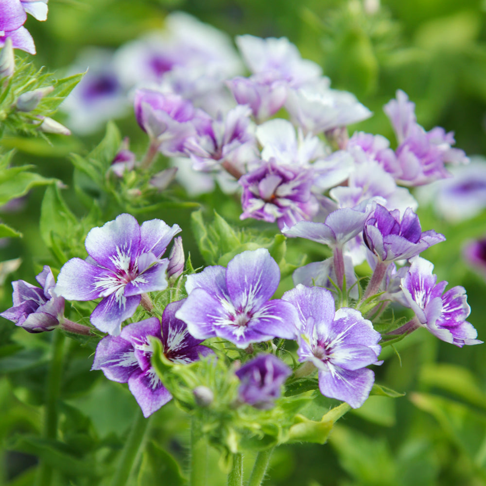 Bluehende Pflanze Sommerphlox - Phlox drummondii  'Sugar Stars' aus der Gartenzauber-Saatgutserie