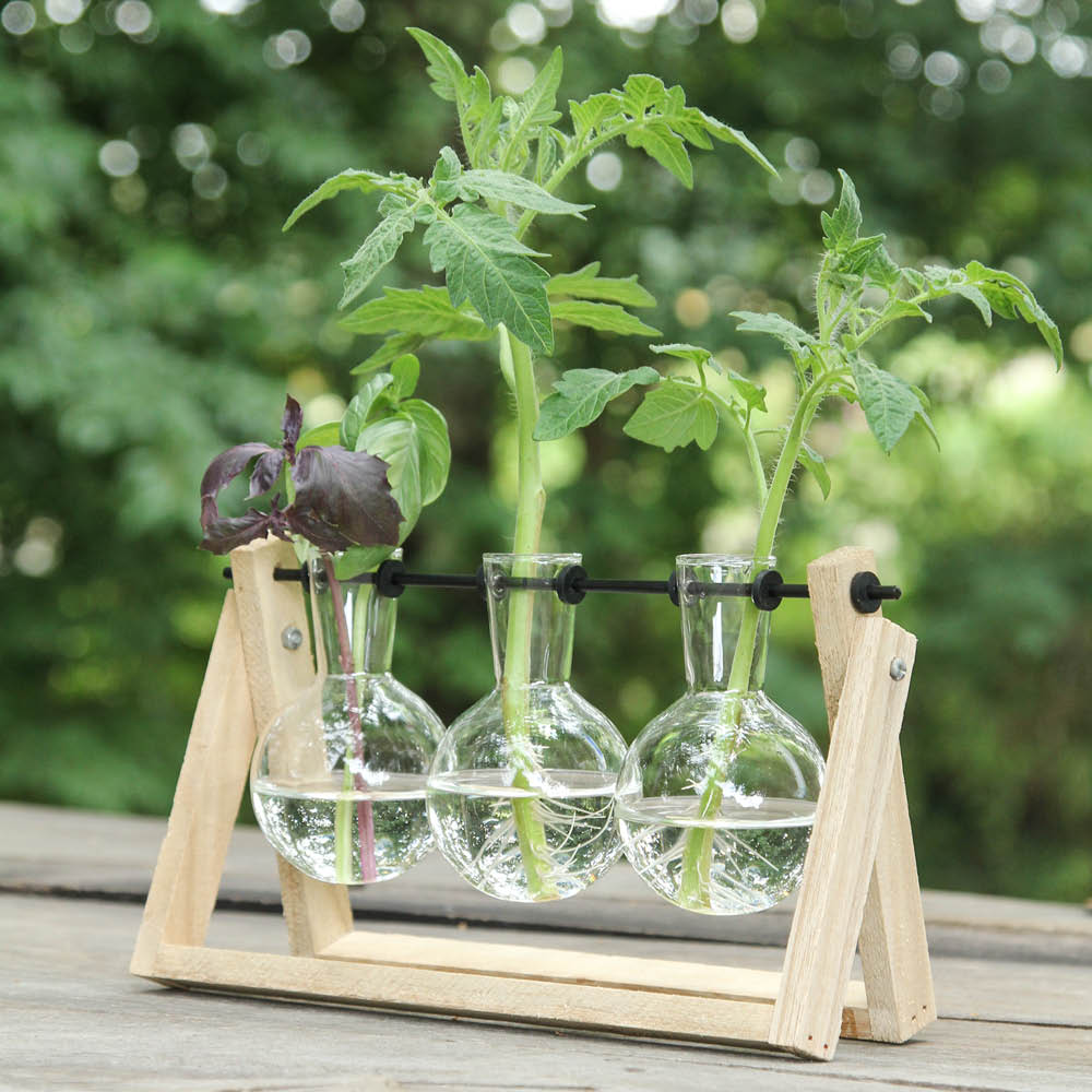 Stecklings-Set groß – Glasvasen mit Ablegern auf Holzgestell