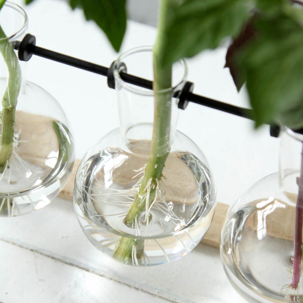 Detailansicht Stecklings-Set klein – Glasvasen mit Ablegern auf Holzgestell