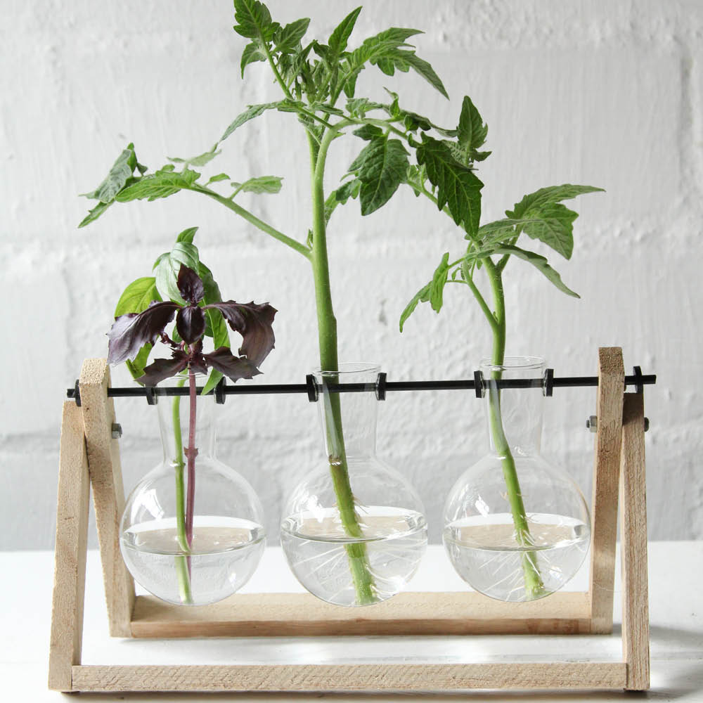 Großes Stecklings-Set mit drei Glasvasen – dekorative Pflanzenvermehrung