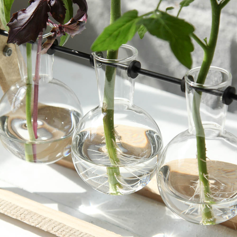 Detailansicht Stecklings-Set groß – Glasvasen mit Ablegern auf Holzgestell