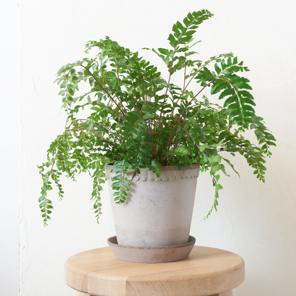 tontopf-helena-grau-18cm-terrakotta-uebertopf-bergs_potter-gartenzauber-blumentopf-pflanzgefaess