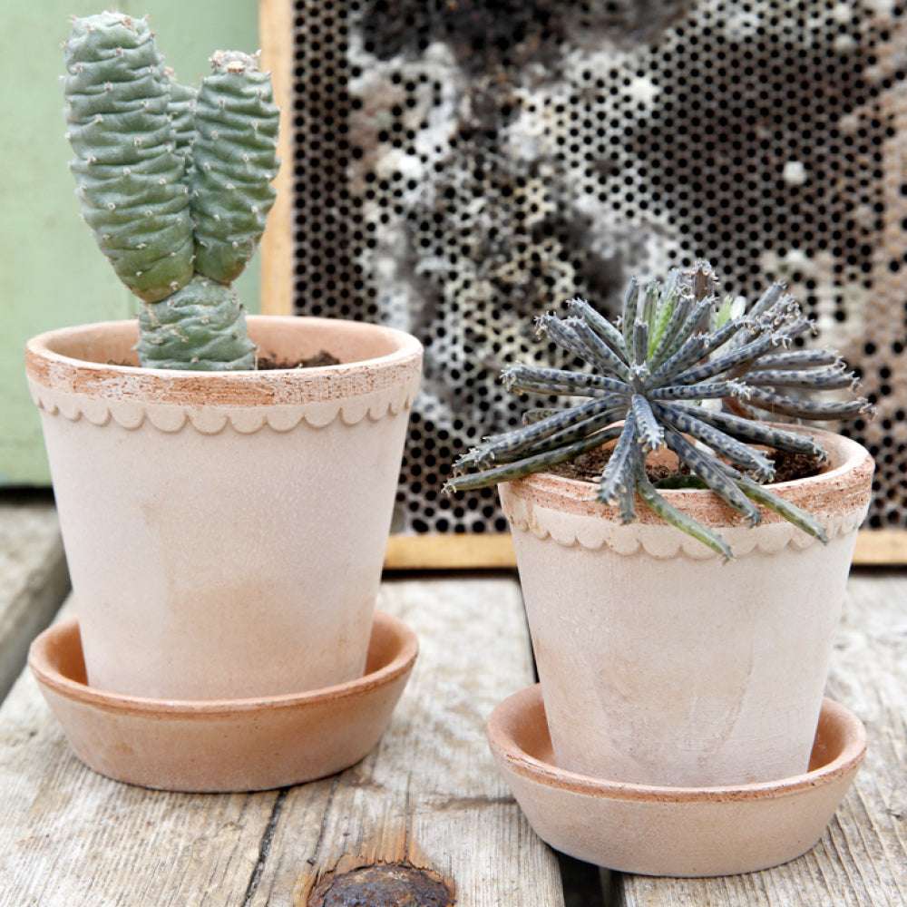 Bergs Potter Tontopf Helena Ø 8,5 cm Rosa – handgefertigt mit Wellenrand, bepflanzt mit Sukkulenten