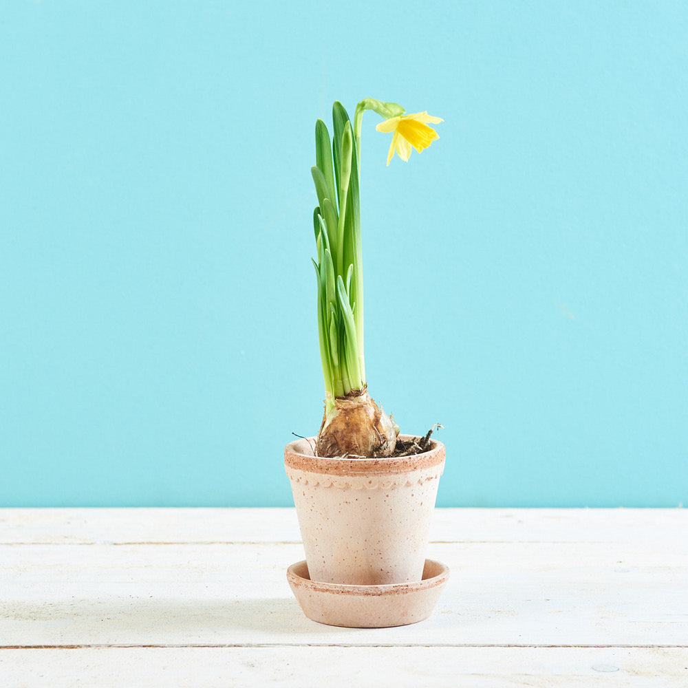 Bergs Potter Tontopf Helena Ø 8,5 cm Rosa – dekorativer Pflanztopf mit passendem Untersetzer