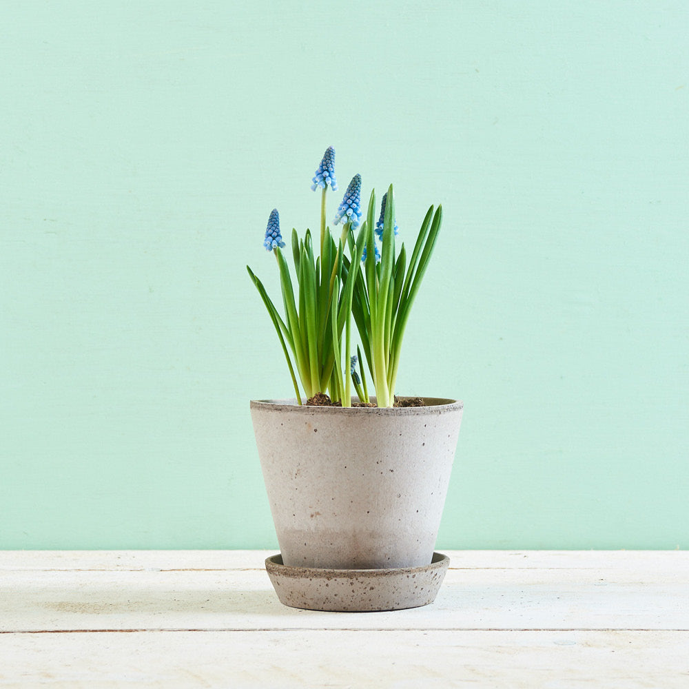 Bergs Potter Tontopf „Julie“ Ø 14 cm in Grau mit Untersetzer