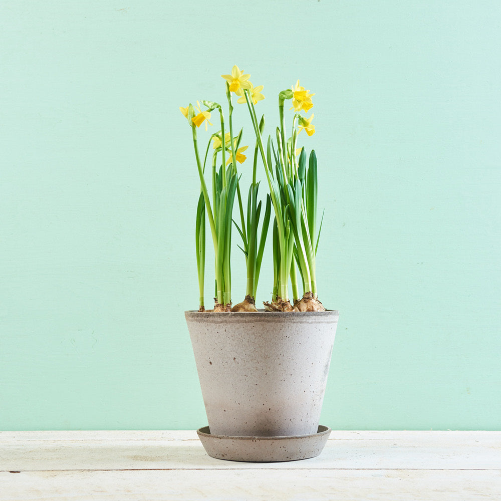 Bergs Potter Tontopf Julie Grau Ø 21 cm mit Narzissen – klassisches Pflanzgefäß aus italienischer Tonerde