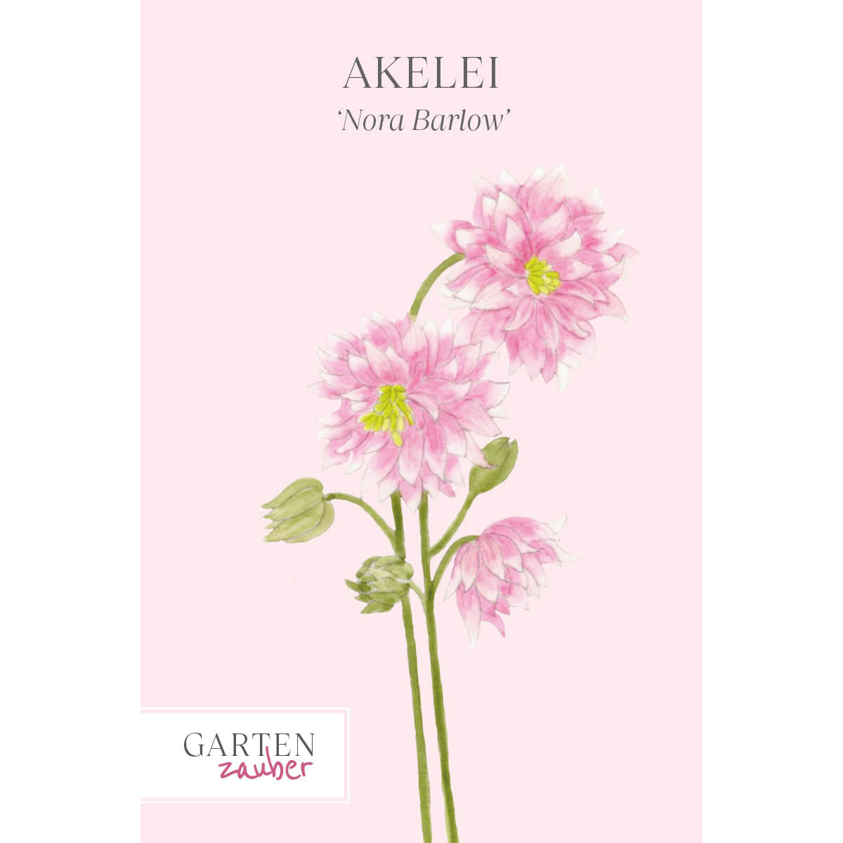 Vorderansicht Saatguttuete Akelei - Aquilegia vulgaris ‘Nora Barlow‘ aus der Gartenzauber-Saatgutserie