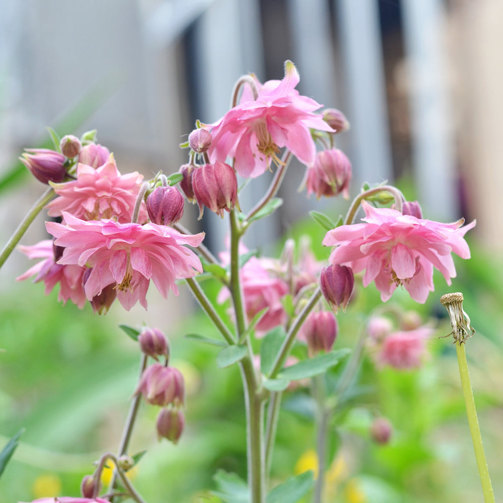 Bluehende Pflanze Akelei - Aquilegia vulgaris ‘Rose Barlow‘ aus der Gartenzauber-Saatgutserie
