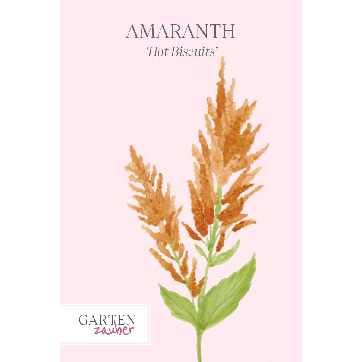 Vorderansicht Saatguttuete Amaranth -  Amaranthus cruentus  ‘Hot Biscuits‘ aus der Gartenzauber-Saatgutserie