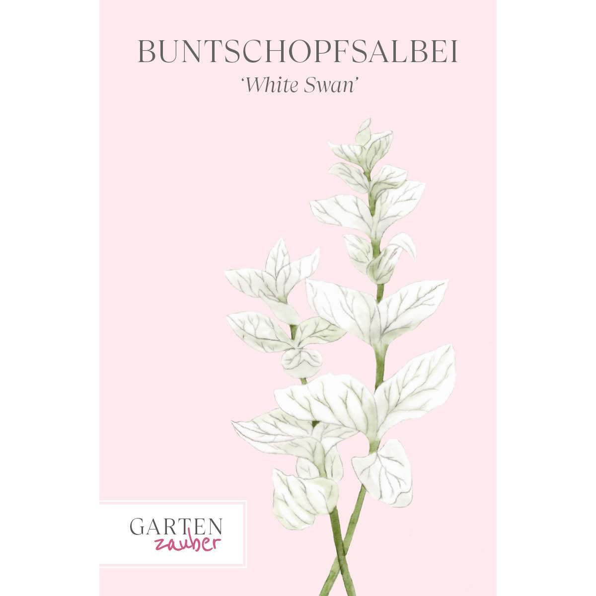 Vorderansicht Saatguttuete  Buntschopfsalbei - Salvia viridis 'White Swan' aus der Gartenzauber-Saatgutserie