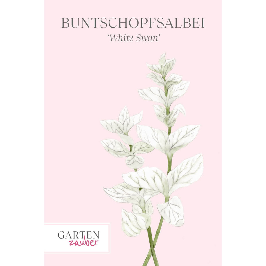 Vorderansicht Saatguttuete  Buntschopfsalbei - Salvia viridis 'White Swan' aus der Gartenzauber-Saatgutserie