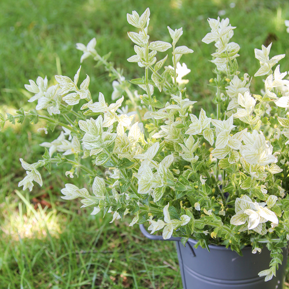 Bluehende Pflanze Buntschopfsalbei - Salvia viridis 'White Swan' aus der Gartenzauber-Saatgutserie