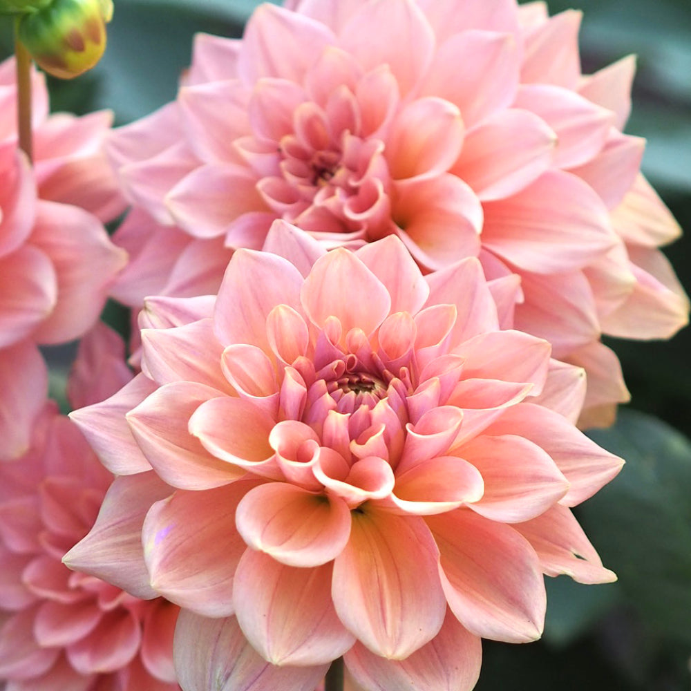blueten von dahlien