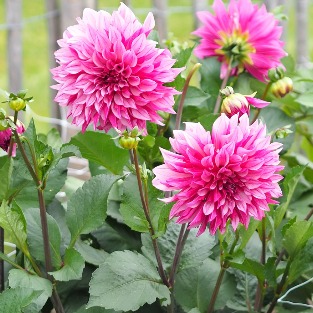0blueten von dahlien