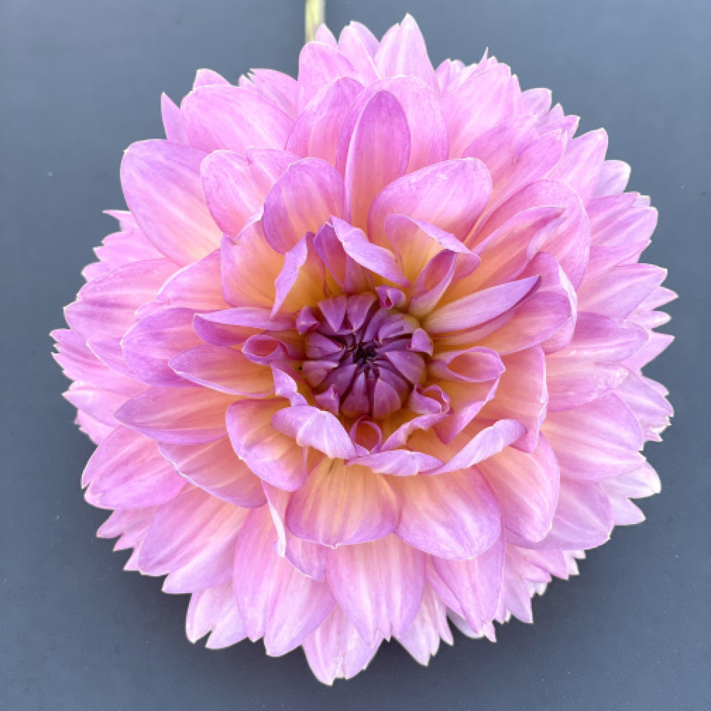 dahlienbluete