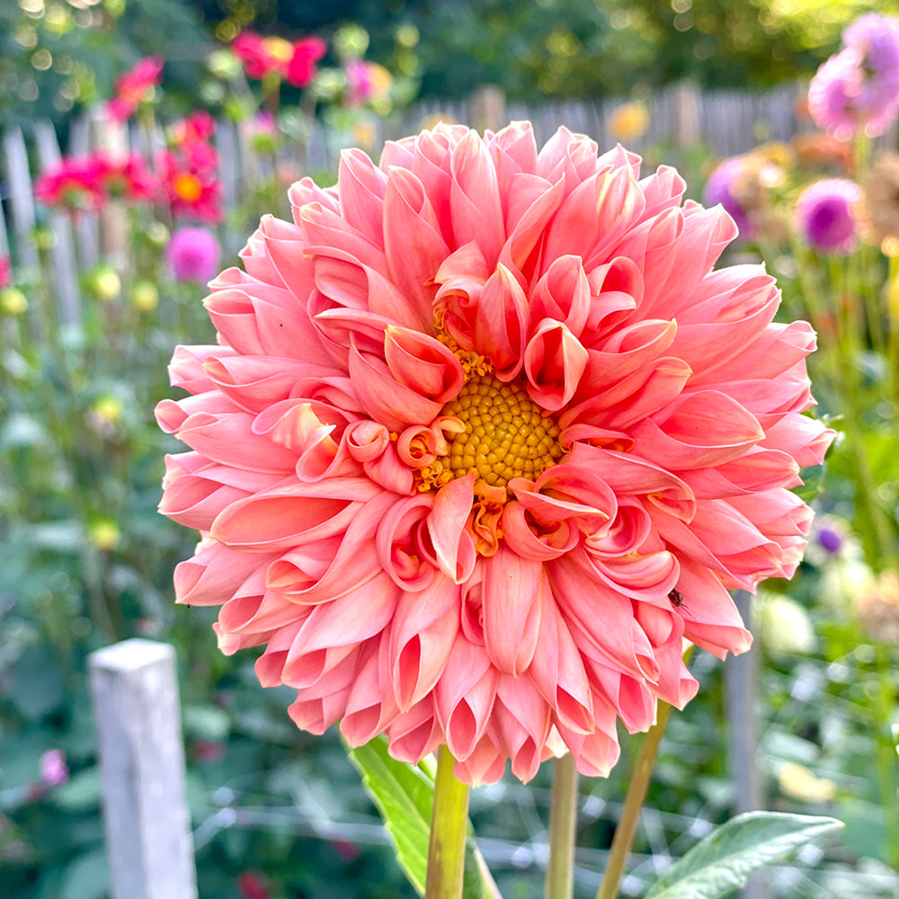 dahlienbluete