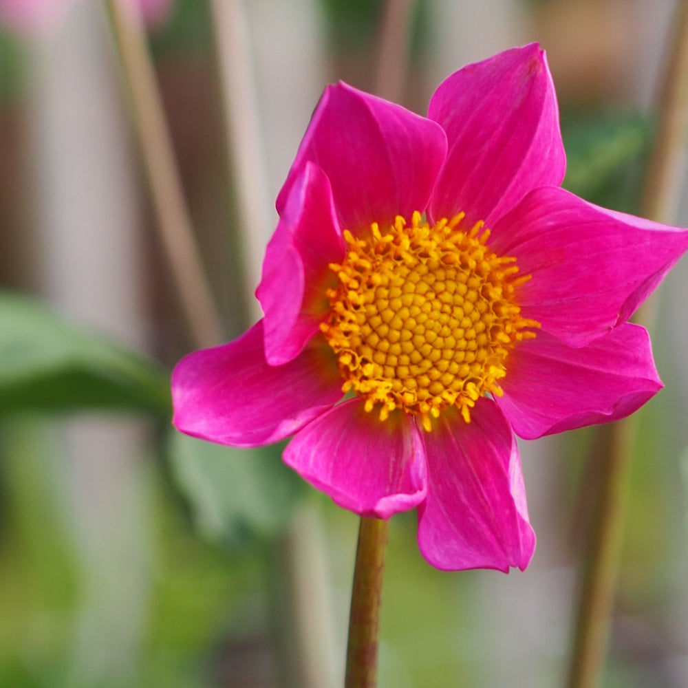 dahlienbluete