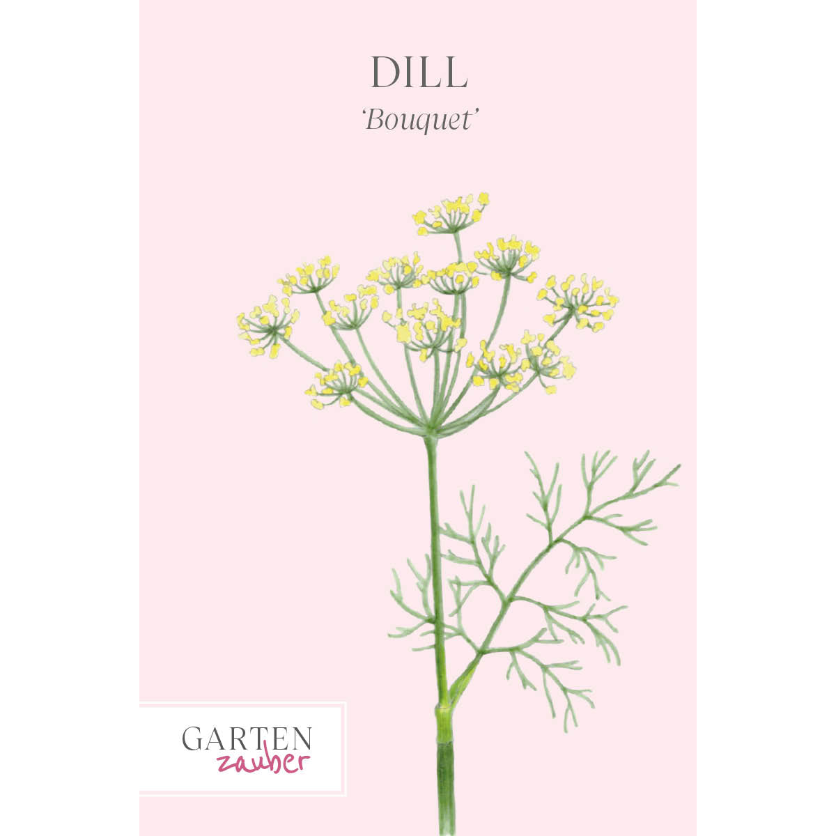 ansicht-der-bluehenden-pflanze-dill-anethum-graveolens-'bouquet'--aus-der-gartenzauber-saatgutserie