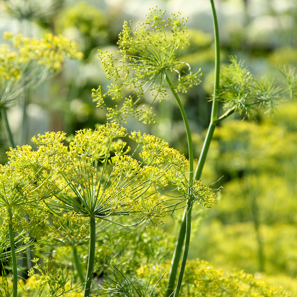 ansicht-der-bluehenden-pflanze-dill-anethum-graveolens-'bouquet'--aus-der-gartenzauber-saatgutserie