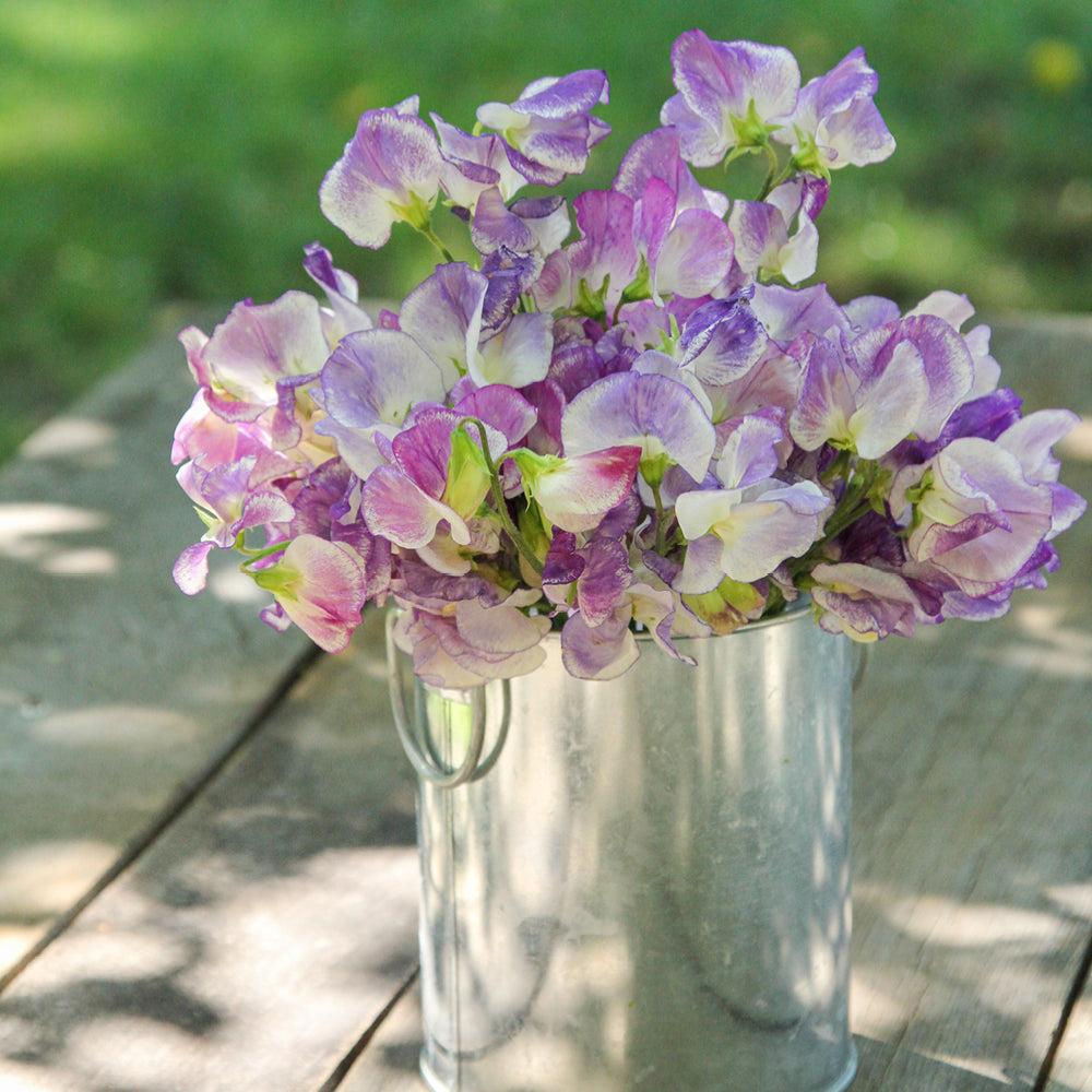 Bluehende Pflanze Duftwicke - Lathyrus odoratus `Blue Ripple‘ aus der Gartenzauber-Saatgutserie als Strauß in einem kleinen Zinkeimer