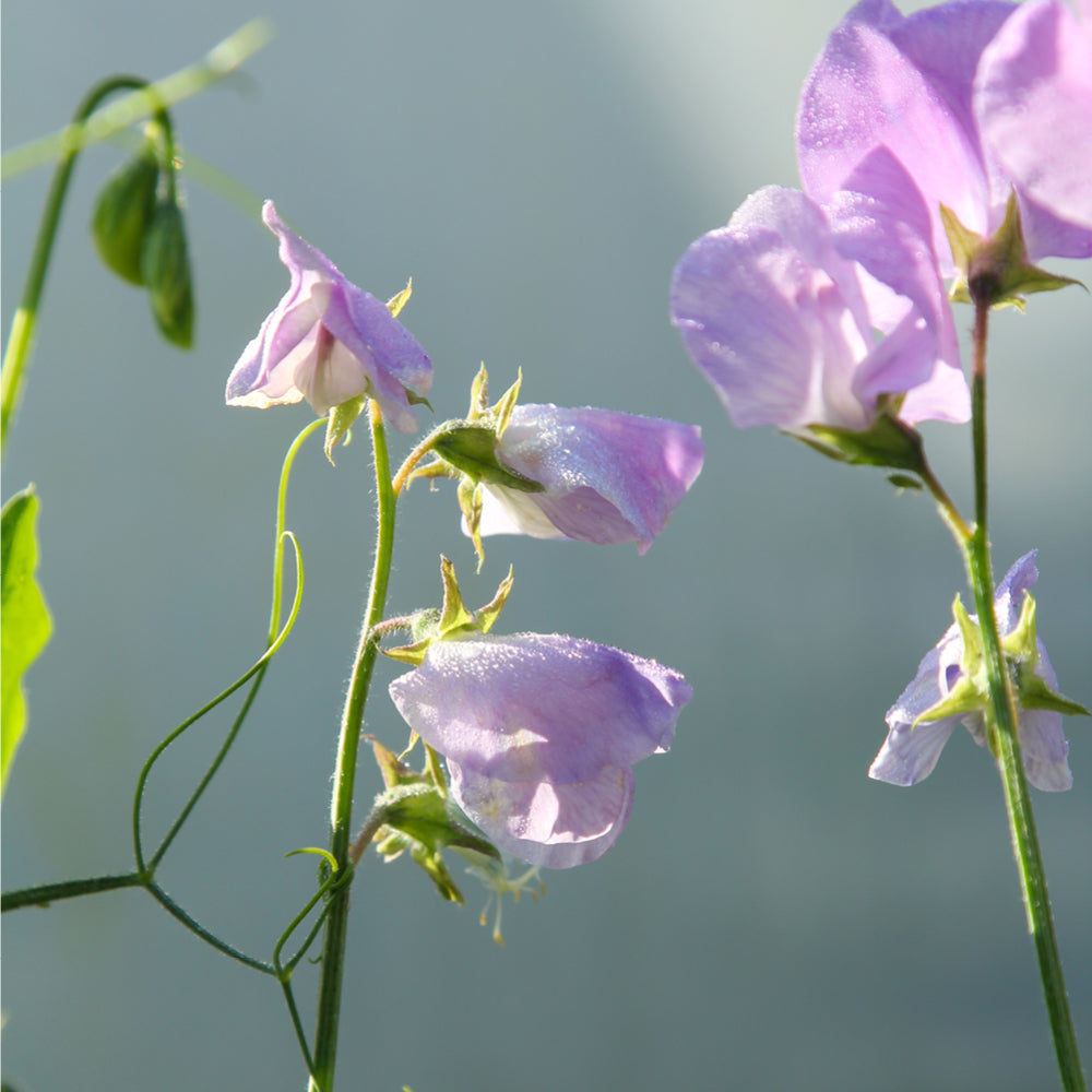 Duftwicke - Lathyrus odoratus 'Elegance Lavender' aus der Gartenzauber-Saatgutserie
