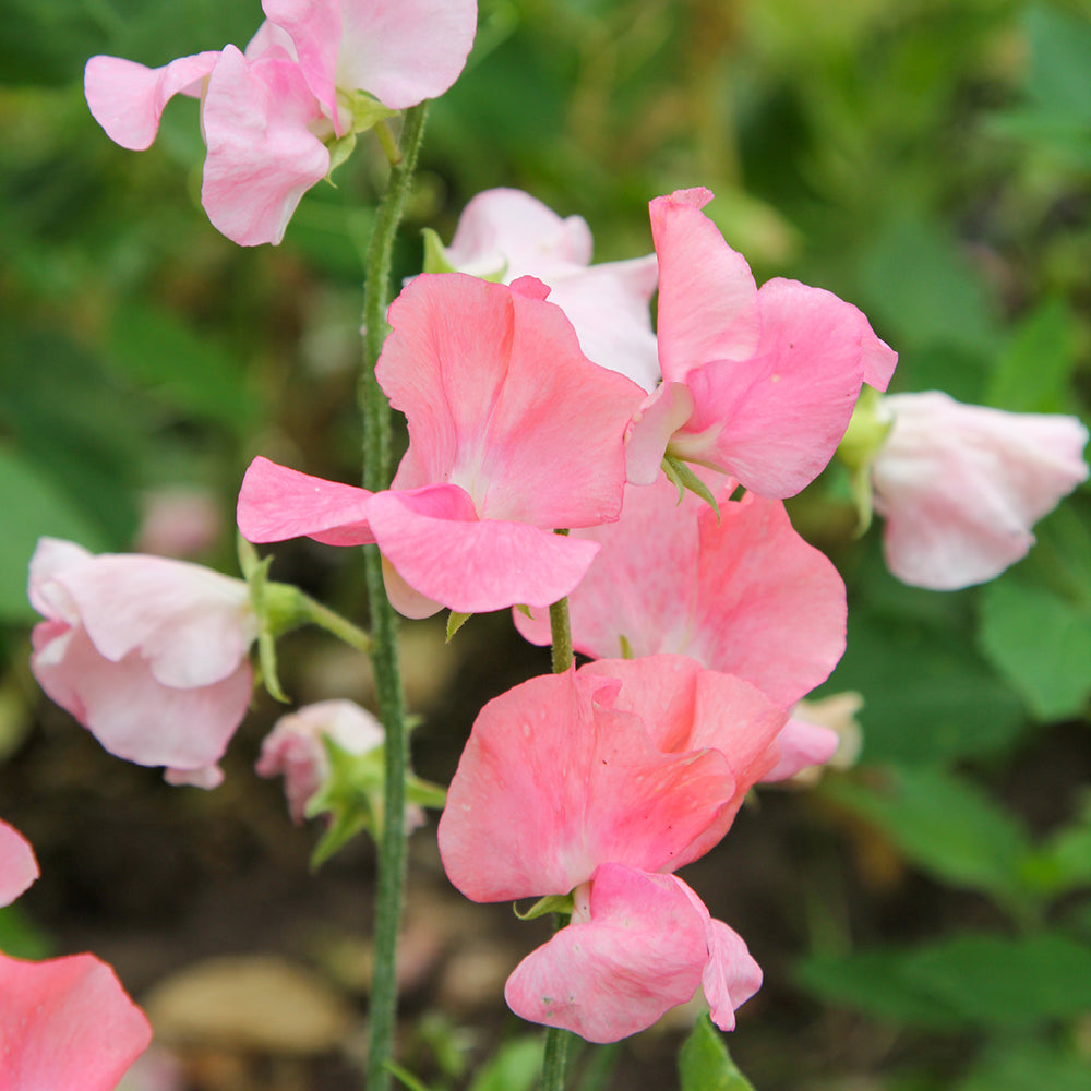 Bluehende Pflanze Duftwicke - Lathyrus odoratus Elegance 'Pink Diana' aus der Gartenzauber-Saatgutserie