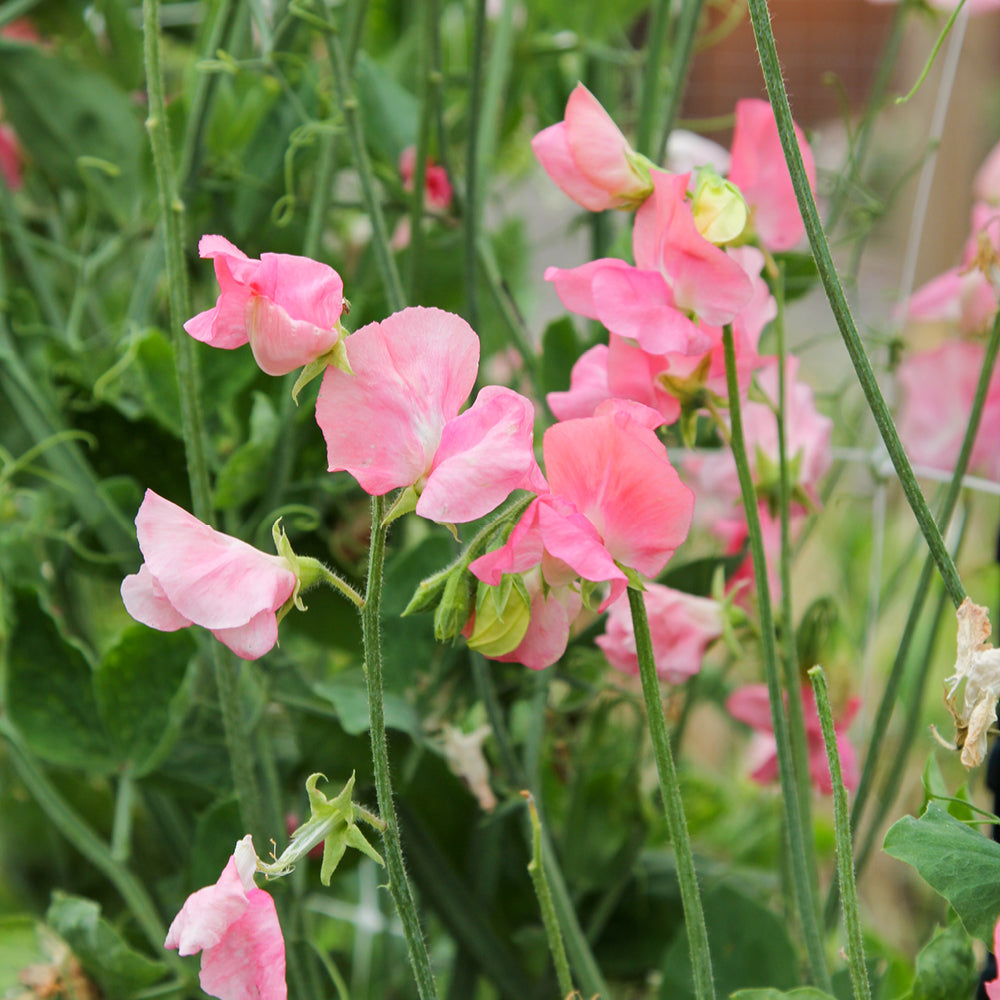 Bluehende Pflanze Duftwicke - Lathyrus odoratus Elegance 'Pink Diana' aus der Gartenzauber-Saatgutserie