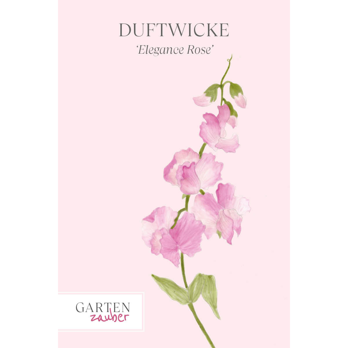 Vorderansicht Saatguttuete  Duftwicke - Lathyrus odoratus 'Elegance Rose' aus der Gartenzauber-Saatgutserie