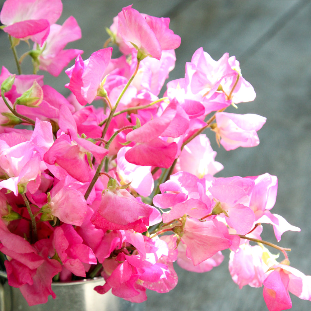 Bluehende Pflanze Duftwicke - Lathyrus odoratus 'Elegance Rose' aus der Gartenzauber-Saatgutserie als Strauß in einem kleinen Zinkeimer