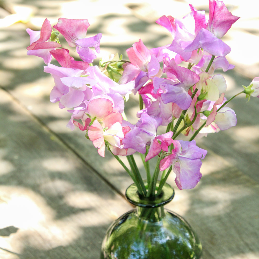 Bluehende Pflanze Duftwicke - Lathyrus odoratus 'Echanté' aus der Gartenzauber-Saatgutserie in einer kleinen gruenen Vase