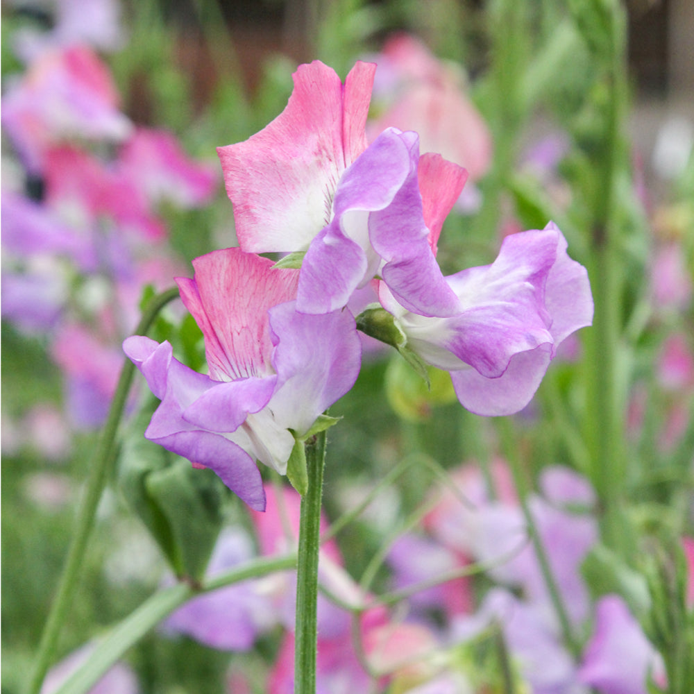 Bluehende Pflanze Duftwicke - Lathyrus odoratus 'Echanté' aus der Gartenzauber-Saatgutserie