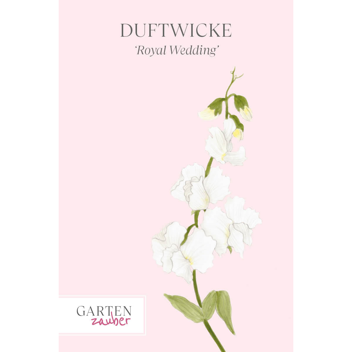 Vorderansicht Saatguttuete  Duftwicke - Lathyrus odoratus 'Royal Wedding'  aus der Gartenzauber-Saatgutserie