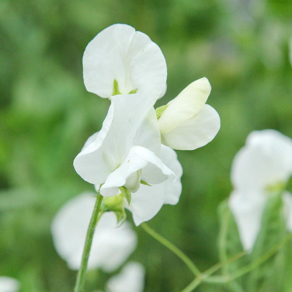 Bluehende Pflanze Duftwicke - Lathyrus odoratus 'Royal Wedding'  aus der Gartenzauber-Saatgutserie