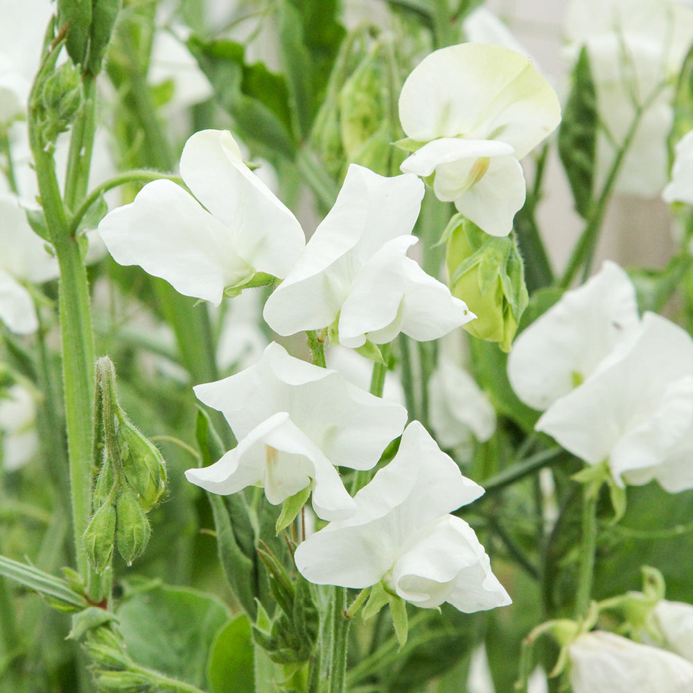 Bluehende Pflanze Duftwicke - Lathyrus odoratus 'Royal Wedding'  aus der Gartenzauber-Saatgutserie