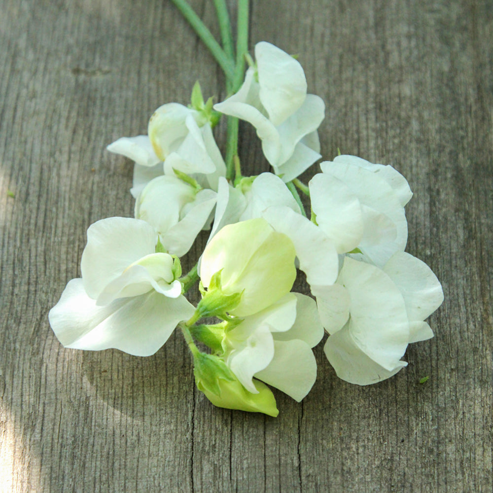 Bluehende Pflanze Duftwicke - Lathyrus odoratus 'Royal Wedding'  aus der Gartenzauber-Saatgutserie