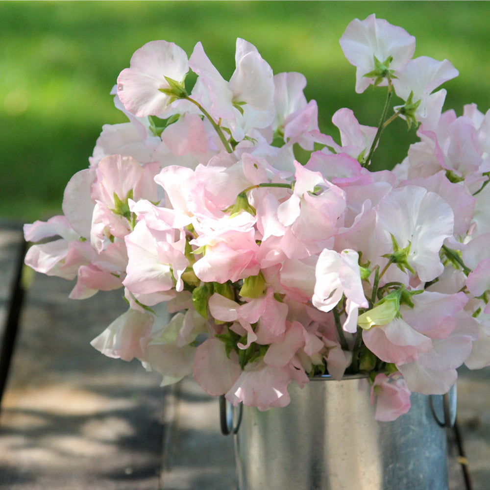 Bluehende Pflanze Duftwicke - Lathyrus odoratus 'Spring Sunshine Blush'  aus der Gartenzauber-Saatgutserie als Strauß in einem kleinen Zinkeimer