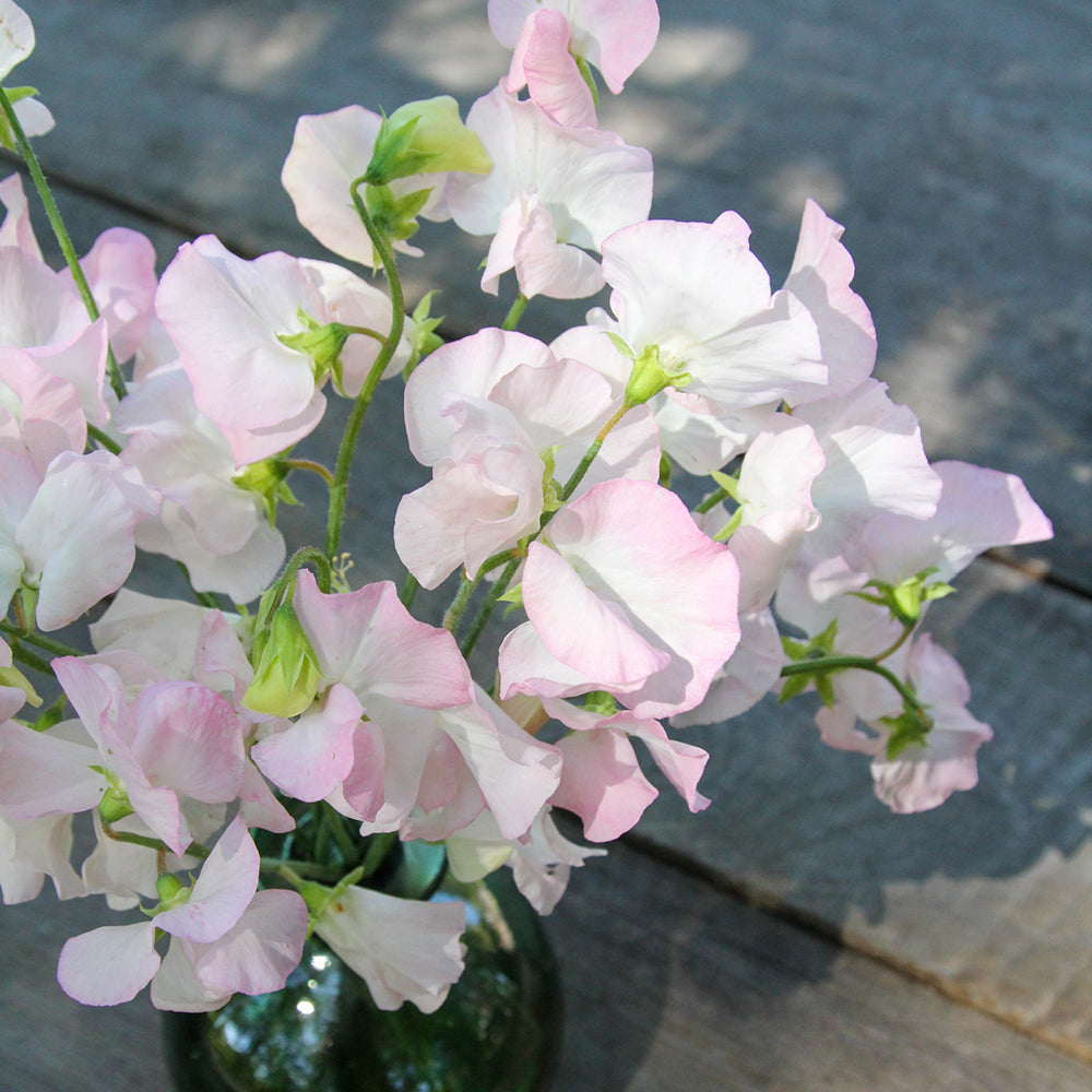 Bluehende Pflanze Duftwicke - Lathyrus odoratus 'Spring Sunshine Blush'  aus der Gartenzauber-Saatgutserie in einer kleinen gruenen Vase