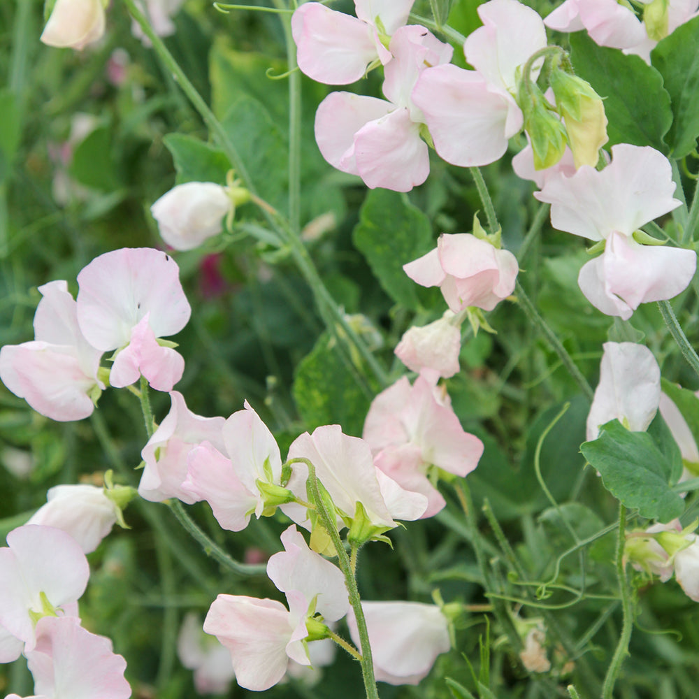 Bluehende Pflanze Duftwicke - Lathyrus odoratus 'Spring Sunshine Blush'  aus der Gartenzauber-Saatgutserie