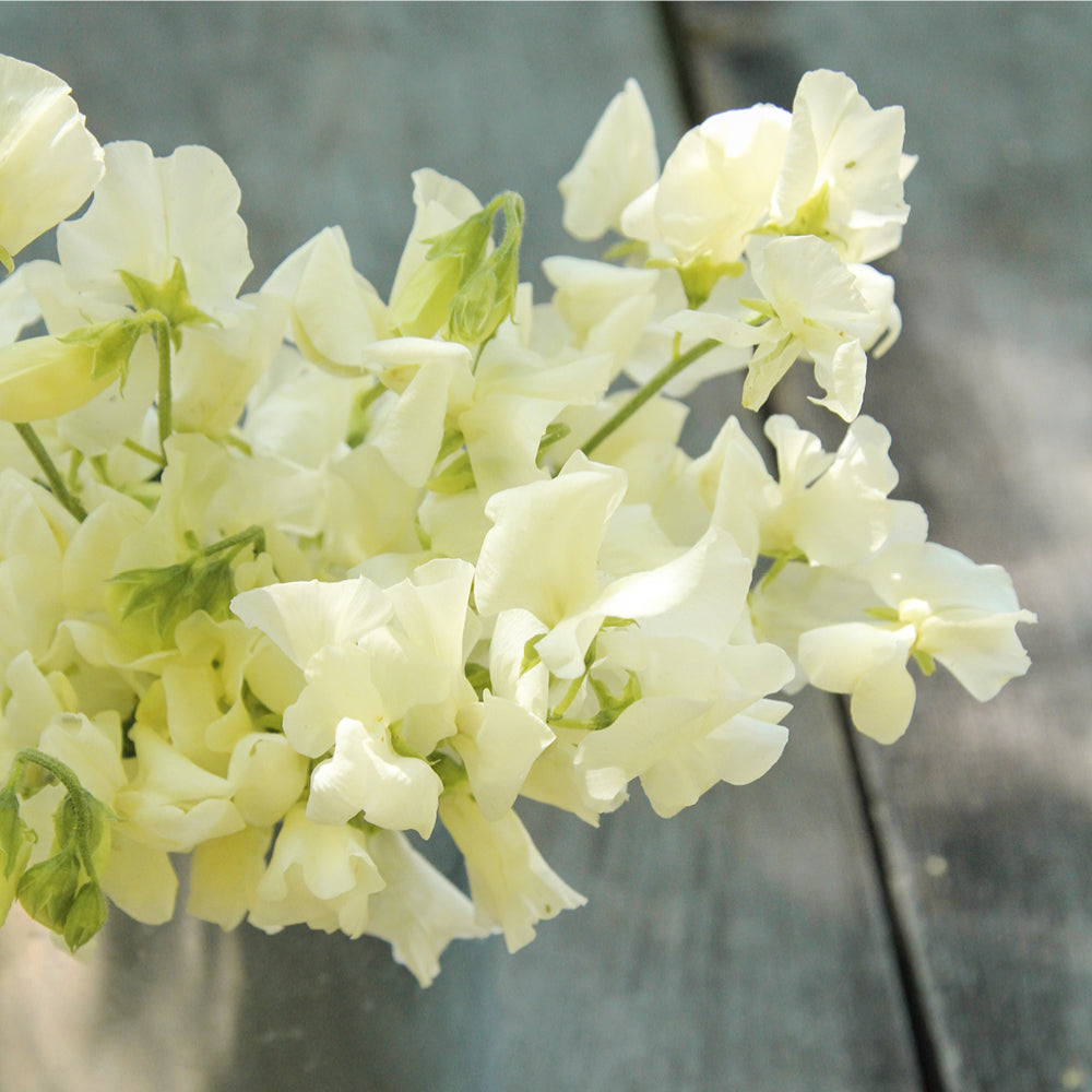 Bluehende Pflanze Duftwicke - Lathyrus odoratus 'Winter Sunshine Cream' aus der Gartenzauber-Saatgutserie
