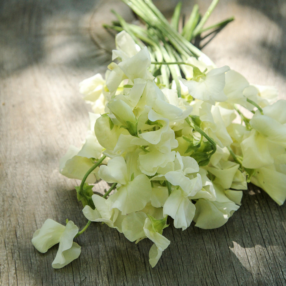 Bluehende Pflanze Duftwicke - Lathyrus odoratus 'Winter Sunshine Cream' aus der Gartenzauber-Saatgutserie