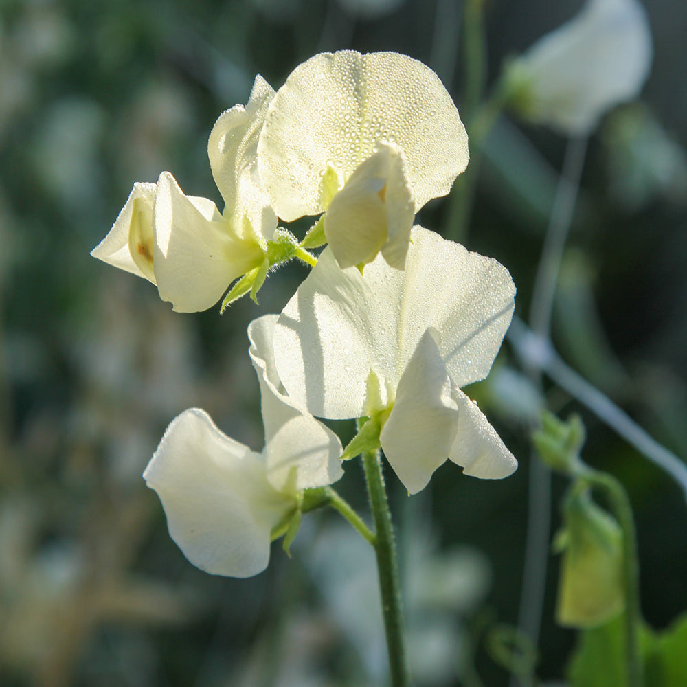 Bluehende Pflanze Duftwicke - Lathyrus odoratus 'Winter Sunshine Cream' aus der Gartenzauber-Saatgutserie