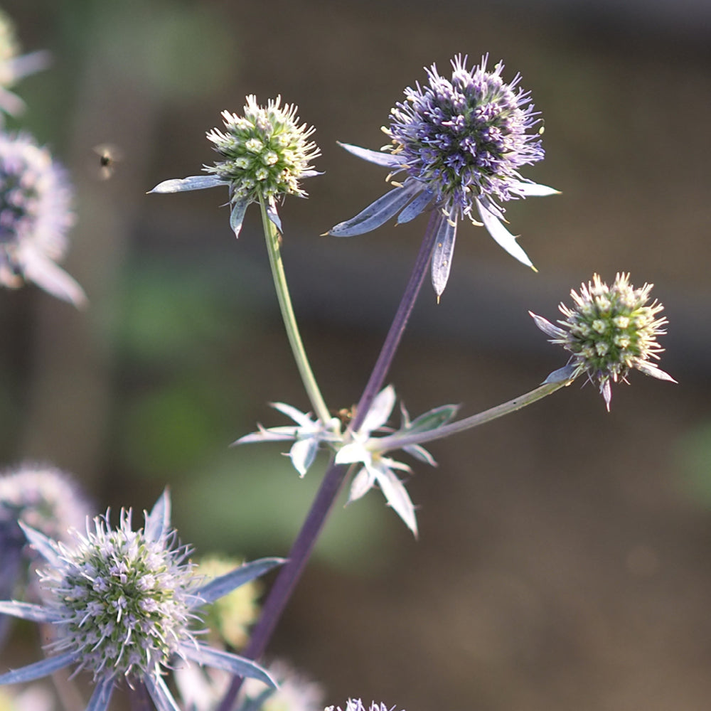 Bluehende Pflanze Edeldistel - Eryngium planum `Blue Glitter`aus der Gartenzauber-Saatgutserie