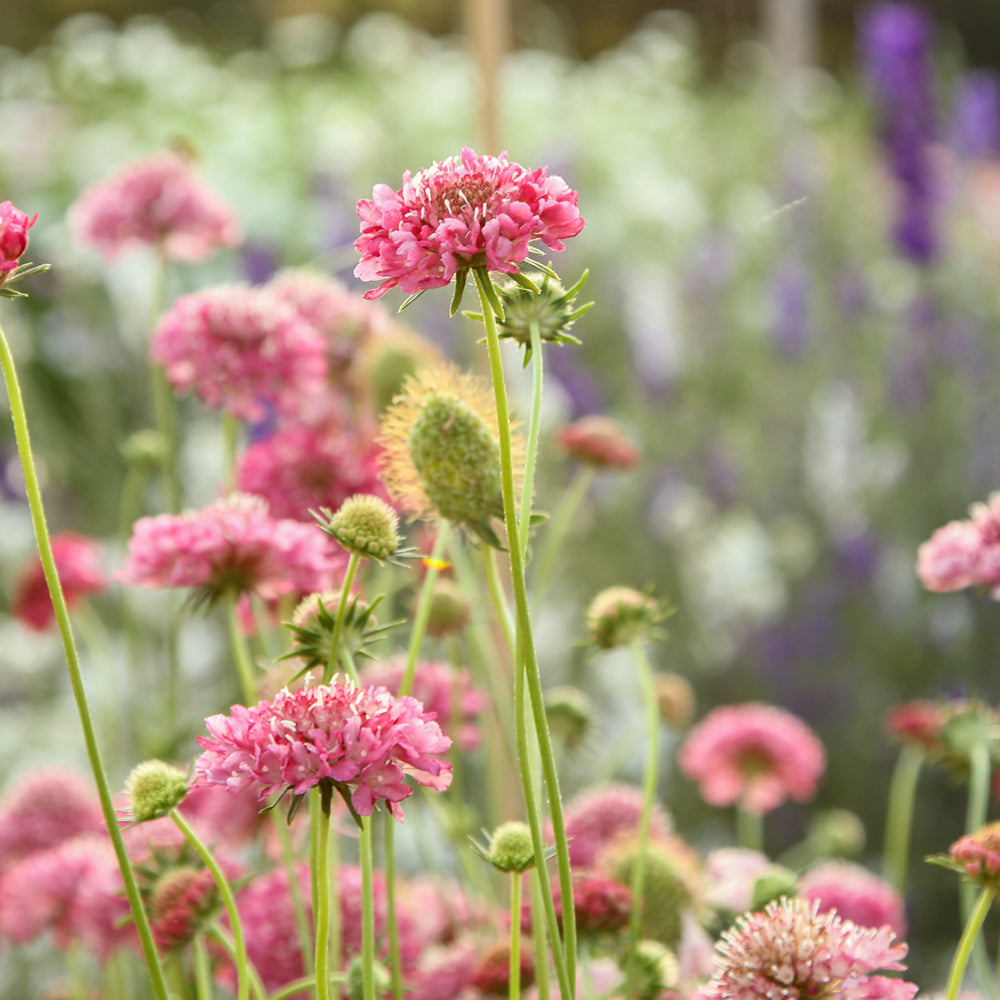 Bluehende Pflanze Gartenskabiose - Scabiosa atropurpurea 'Salmon Rose' aus der Gartenzauber-Saatgutserie