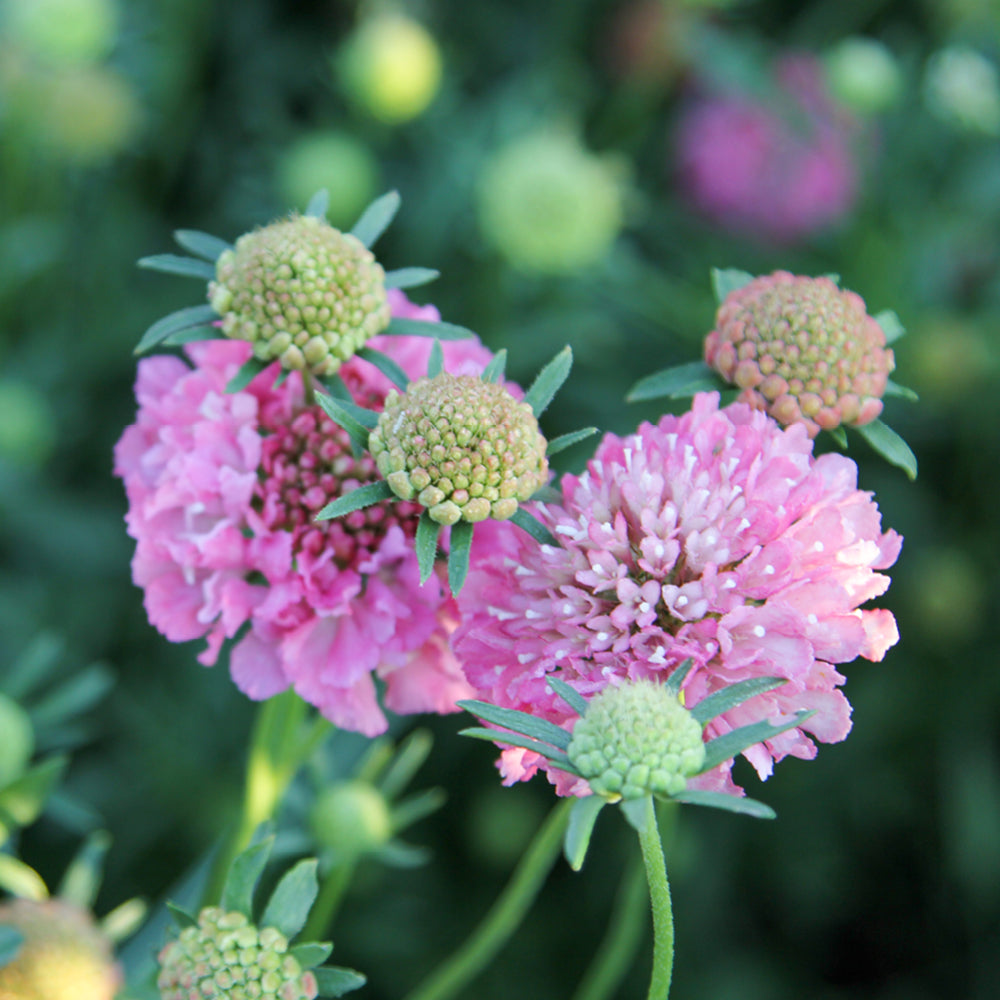 Bluehende Pflanze Gartenskabiose - Scabiosa atropurpurea 'Salmon Rose' aus der Gartenzauber-Saatgutserie