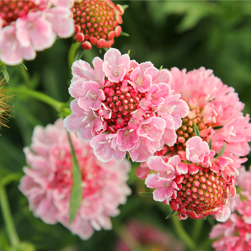 Bluehende Pflanze Gartenskabiose - Scabiosa atropurpurea 'Salmon Rose' aus der Gartenzauber-Saatgutserie
