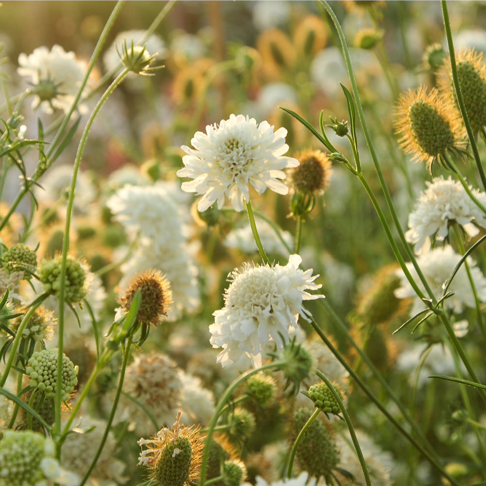 Bluehende Pflanze Gartenskabiose - Scabiosa atropurpurea 'Snowmaiden' aus der Gartenzauber-Saatgutserie