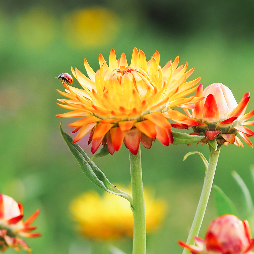 Bluehende Pflanze Gartenstrohblume - Helichrysum bracteatum `Orange` aus der Gartenzauber-Saatgutserie