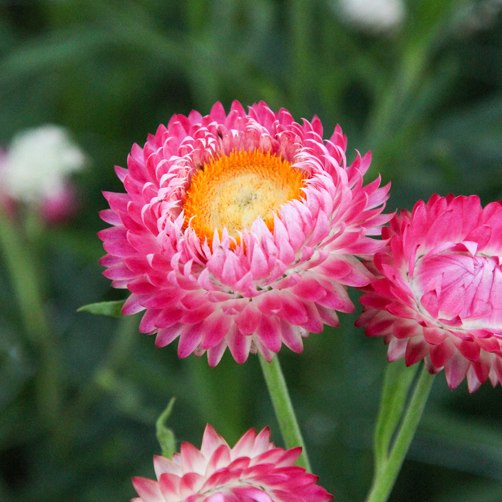 Bluehende Pflanze Gartenstrohblume - Helichrysum bracteatum `Rose` aus der Gartenzauber-Saatgutserie