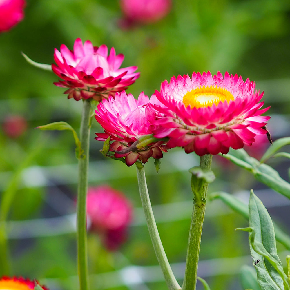 Bluehende Pflanze Gartenstrohblume - Helichrysum bracteatum `Rose` aus der Gartenzauber-Saatgutserie
