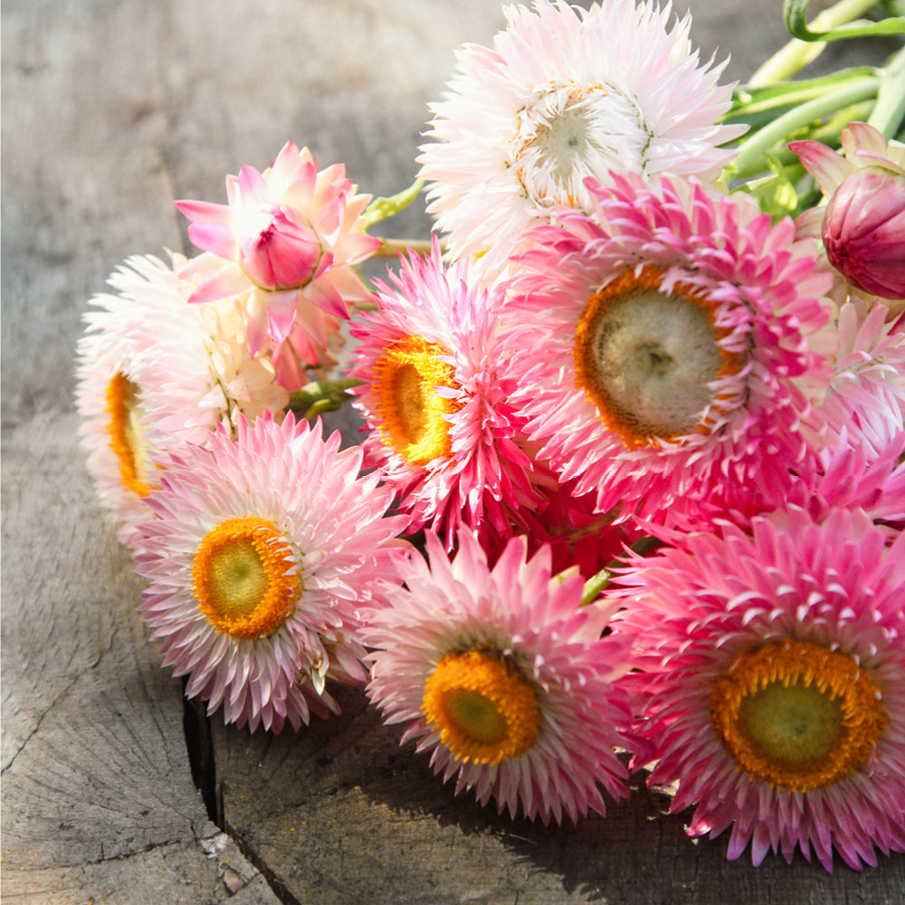 Bluehende Pflanze Gartenstrohblume - Helichrysum bracteatum `Silvery Rose` aus der Gartenzauber-Saatgutserie